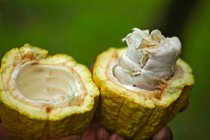 cacao