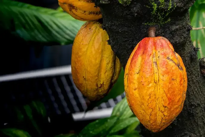 Cacao